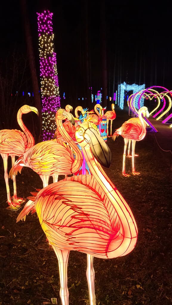 Flamingoja Garden of Lights -valoinstallaatiossa Riian Mezaparksissa.