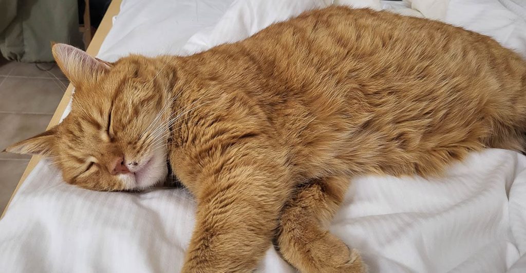 A ginger cat with soft, fluffy fur is peacefully sleeping on a white bed. Its head is slightly tilted, eyes closed, and one paw stretched out in front. The relaxed pose and content expression make for a cozy and calming scene.